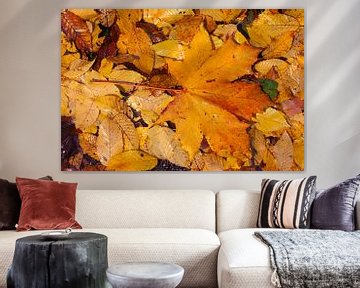 Ahornblad, kleurrijk herfstblad dat op de grond ligt, Duitsland