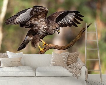 Buzzard during landing by Björn van den Berg
