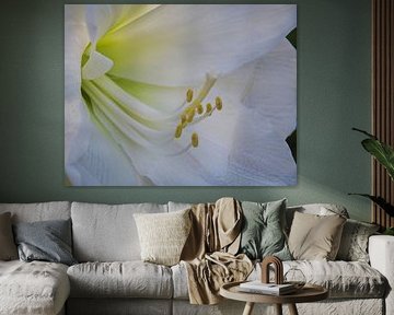 Fluorescent in a white amaryllis by Jolanda de Jong-Jansen