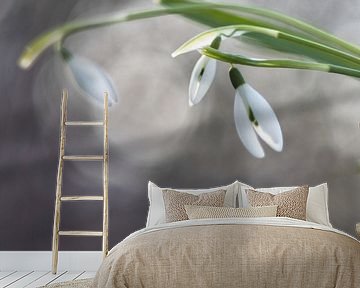 Künstlerisches Foto des Schneeglöckchens, Kunstfoto vom Galanthus nivalis