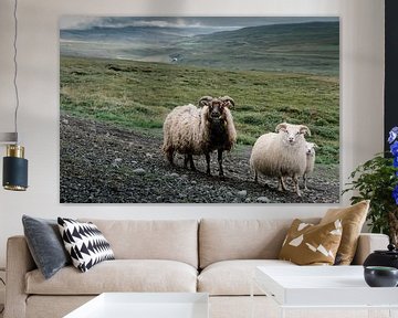 Sheep in Iceland by Tom Rijpert