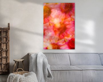 Roze-oranje echinacea bloemen