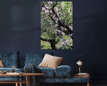 Almond blossom in the Lecrin Valley, Spain