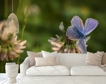 Velvet butterfly by Bernardine de Laat