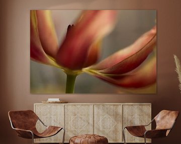 Rote und gelbe Tulpe. Schöne Nahaufnahme einer flotten Tulpe in warmen Farben. von Birgitte Bergman