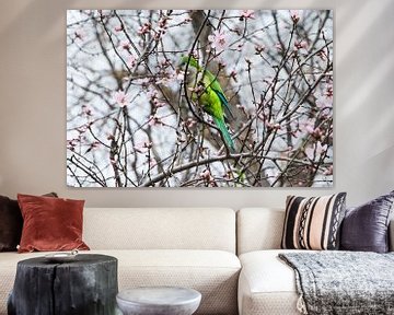 Parakeet and its cherry blossom by Alejandro Vivas