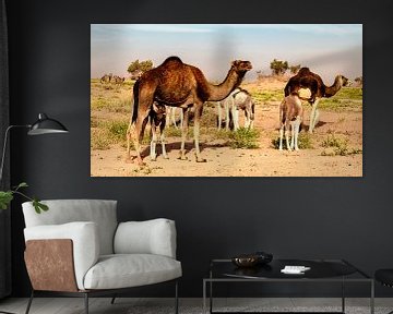 the whole family of camels together by Hans de Waay