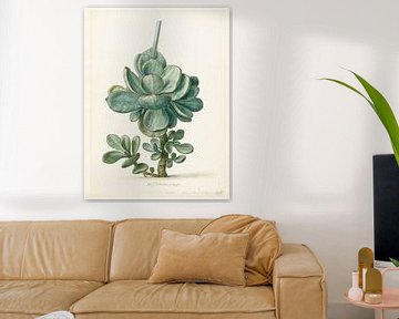 Succulente plant (Cotyledon orbiculata?), Herman Saftleven