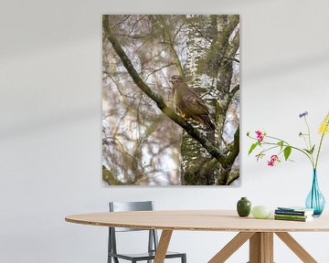 Buzzard in tree on the lookout in Dutch forests by Maarten Oerlemans
