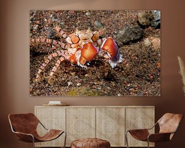 Boxer-crab-with-eggs_Lybia-tesselata van Dray van Beeck