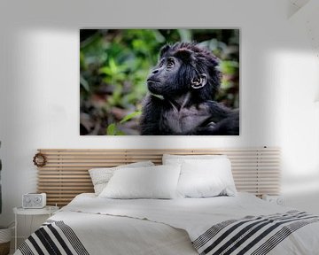 Jeune gorille de montagne, faune sauvage en Ouganda sur W. Woyke