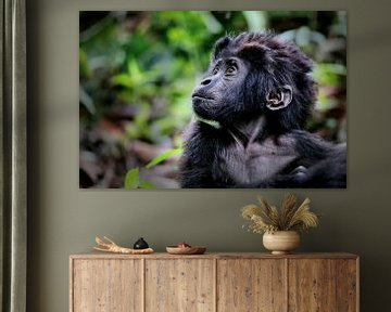 Young mountain gorilla, wildlife in Uganda by W. Woyke