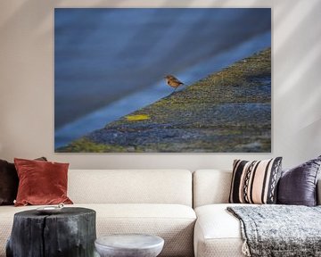 Small bird on the coast by Lizet Wesselman