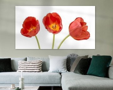Drie rode tulpen van Peter van Dam