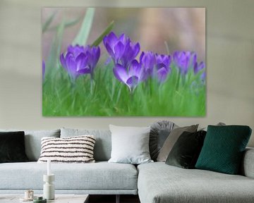 Spring, crocuses in the grass by Ad Jekel