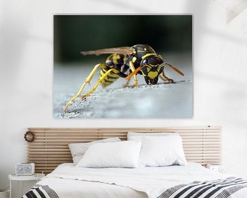 Franse veldwesp by Lucien Reyns