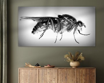 Vlieg by Lucien Reyns