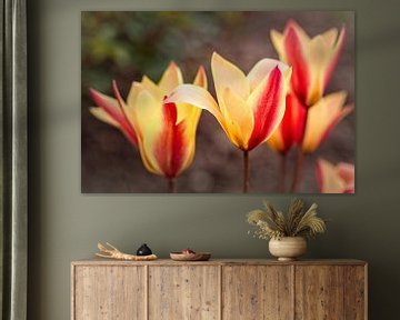 Tulpen van Rob Boon