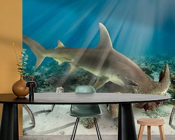 Hammerhead shark by Dray van Beeck