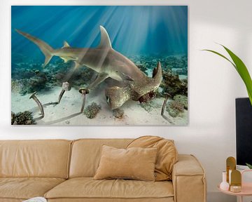 Hamer haai van Dray van Beeck