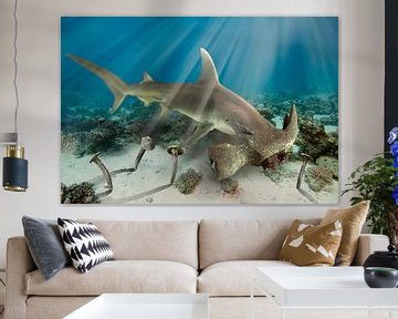 Hamer haai van Dray van Beeck