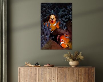 voedende clown vis