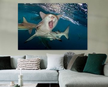gapende kat haai by Dray van Beeck