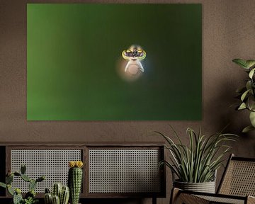 Looking into the eyes of a damselfly on a reed by Sjaak den Breeje