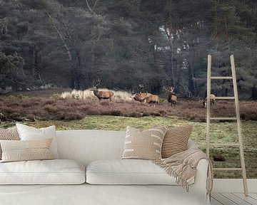 Red deer on the Hoge Veluwe by Ton Drijfhamer