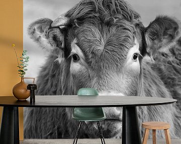 A portrait of a Limousin Cow by Menno Schaefer