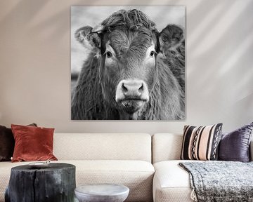 Portrait d'une vache limousine sur Menno Schaefer