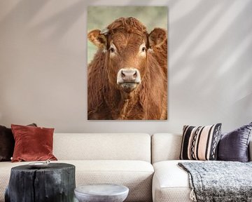 Portrait d'une vache limousine sur Menno Schaefer