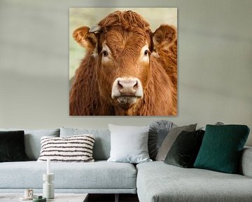 Portret van een Limousin koe van Menno Schaefer