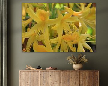 Yellow azalea by Jim van Iterson