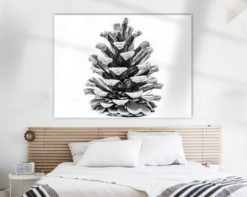 Pine cone black and white
