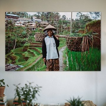 Un cueilleur de riz sur Bali (Indonésie).