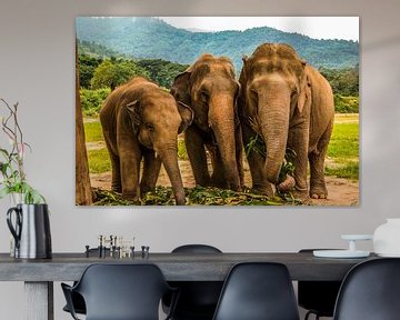 Geredde olifanten in Thailand van Michelle van den Boom