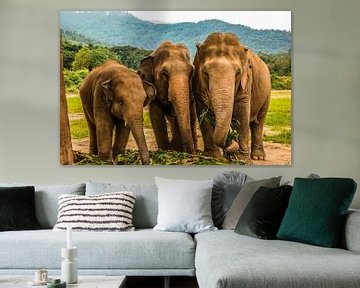 Geredde olifanten in Thailand van Michelle van den Boom