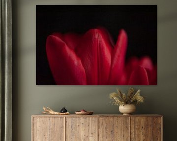 Rode tulp met zwarte achtergrond van Doris van Meggelen