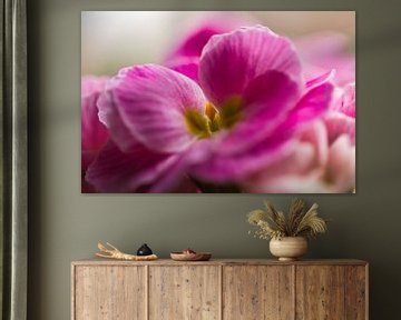 Zartrosa Primel obconica-Blüten von Jolanda de Jong-Jansen