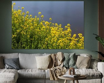 Beautiful yellow flowers in spring