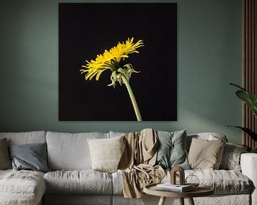 Yellow dandelion von Ramona Stravers