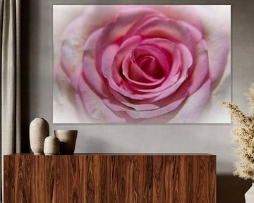 Belle rose