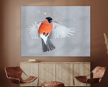 Adult male Northern Bullfinch (Pyrrhula pyrrhula pyrrhula) by Beschermingswerk voor aan uw muur