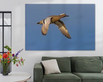Flying male Garganey (Anas querquedula) by Beschermingswerk voor aan uw muur