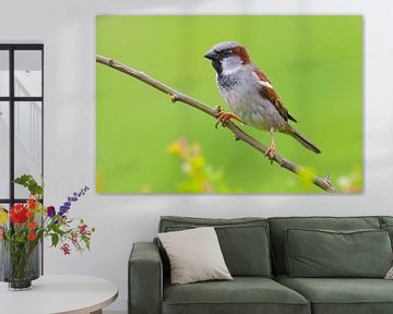 Männlicher Haussperling (Passer domesticus) von Beschermingswerk voor aan uw muur