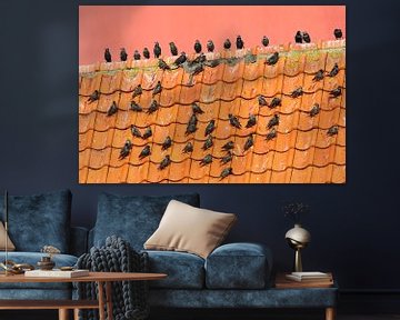 Common Starlings (Sturnus vulgaris) by Beschermingswerk voor aan uw muur