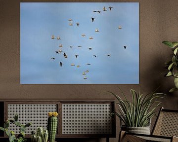 Common Starlings (Sturnus vulgaris) in flight by Beschermingswerk voor aan uw muur