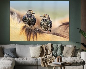 Two Common Starlings (Sturnus vulgaris) by Beschermingswerk voor aan uw muur