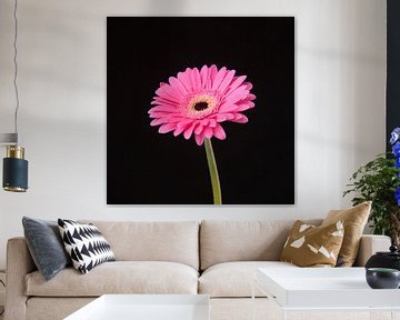 Pink, fuchsia flower (Gerbera) von Ramona Stravers